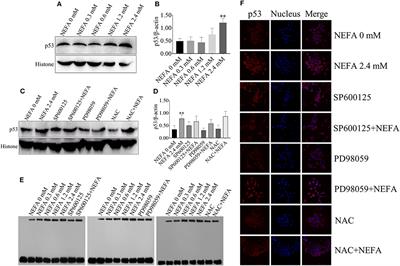 Corrigendum: Non-esterified Fatty Acid Induce Dairy Cow Hepatocytes Apoptosis via the Mitochondria-Mediated ROS-JNK/ERK Signaling Pathway